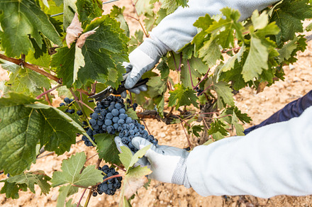 Harvesting works stock photo containing worker and cluster