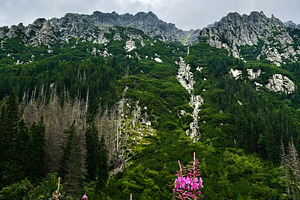 Scenic mountain valley in Zakopane Poland with pink wildflowers and lush forest, a Nature Photo by AS photostudio