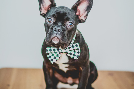 French bulldog stock photograph