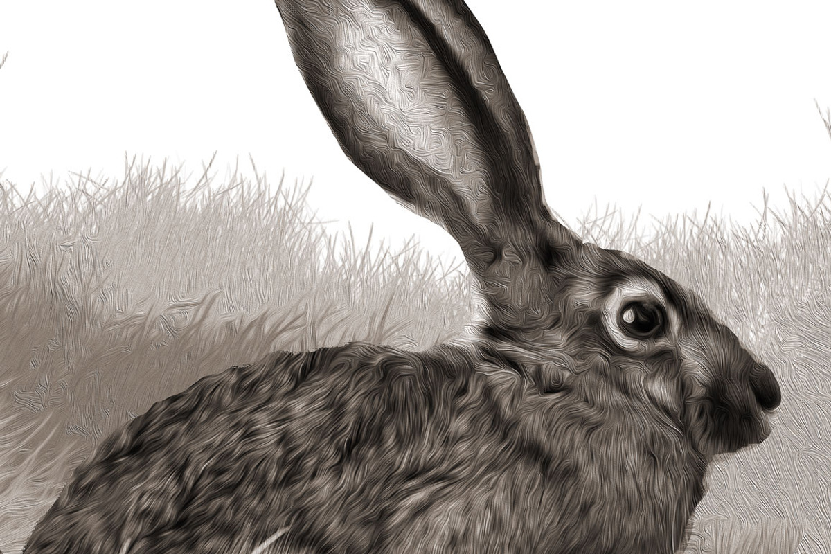 Peter Cottontail Rabbit Illustration, an Animal Illustration by Digital ...