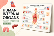 Human Internal Organs, a Healthcare Illustration by alexdndz (Thumbnail 3 of 3)