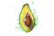 Hand-drawn watercolor Avocado, a Food Illustration by Margo Miller (Thumbnail 8 of 12)