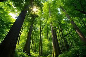 Nature landscape, a Nature Photo by ComfortQ