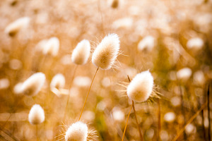 Golden Field, a Nature Photo by THP Creative