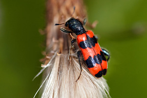 Striking Bee Beetle on Thistle Seed Head. Trichodes apiarius, a Nature Photo by Rohan Photography