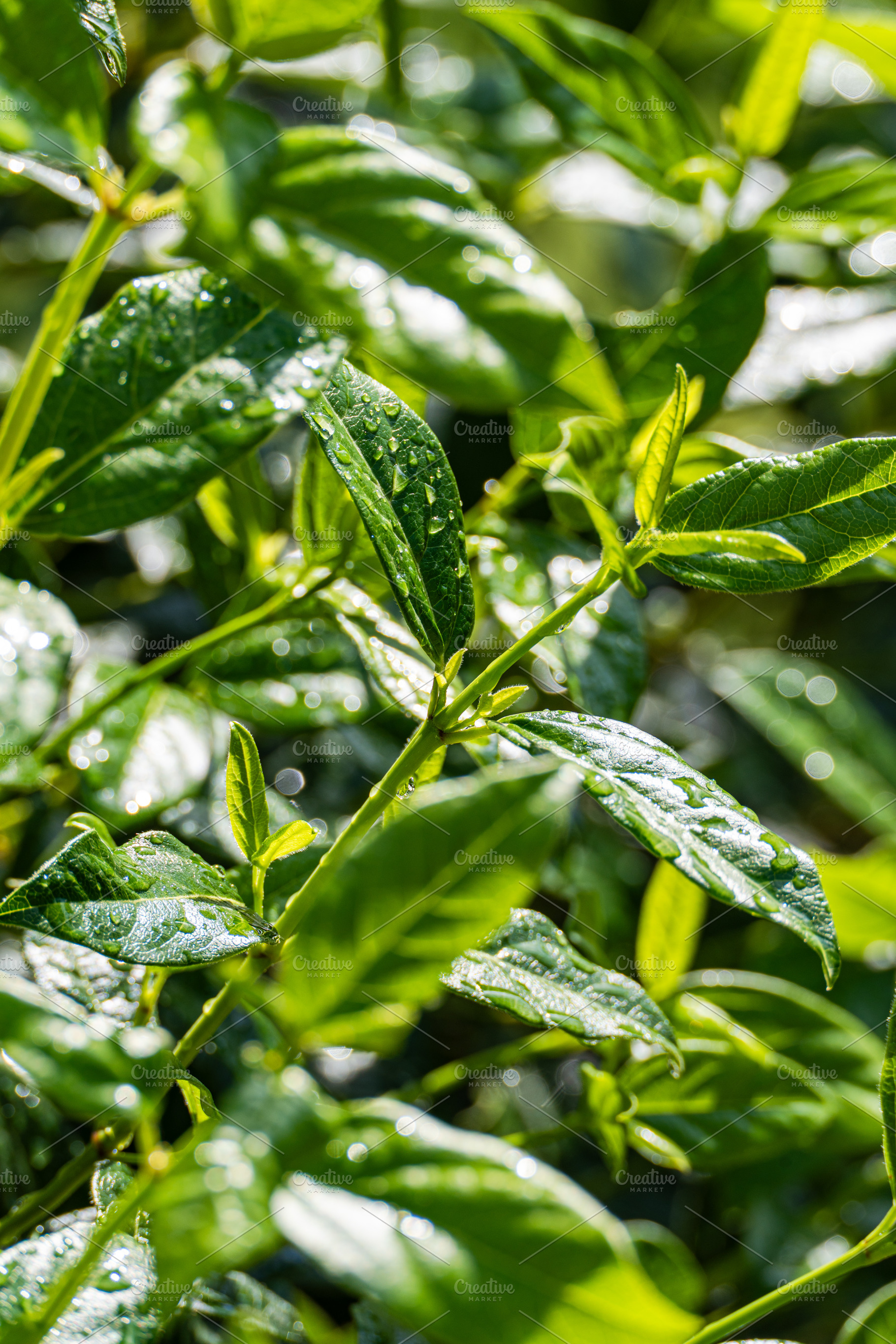 Green leaves covered with rain drops, a Nature Photo by Anna Bogush