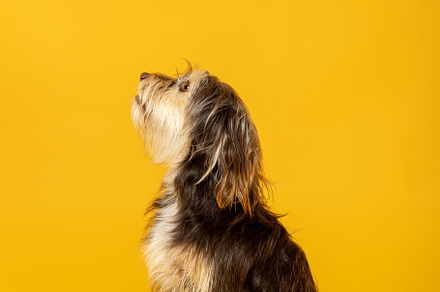 Adorable furry puppy on yellow background., an Animal Photo by TxemaG