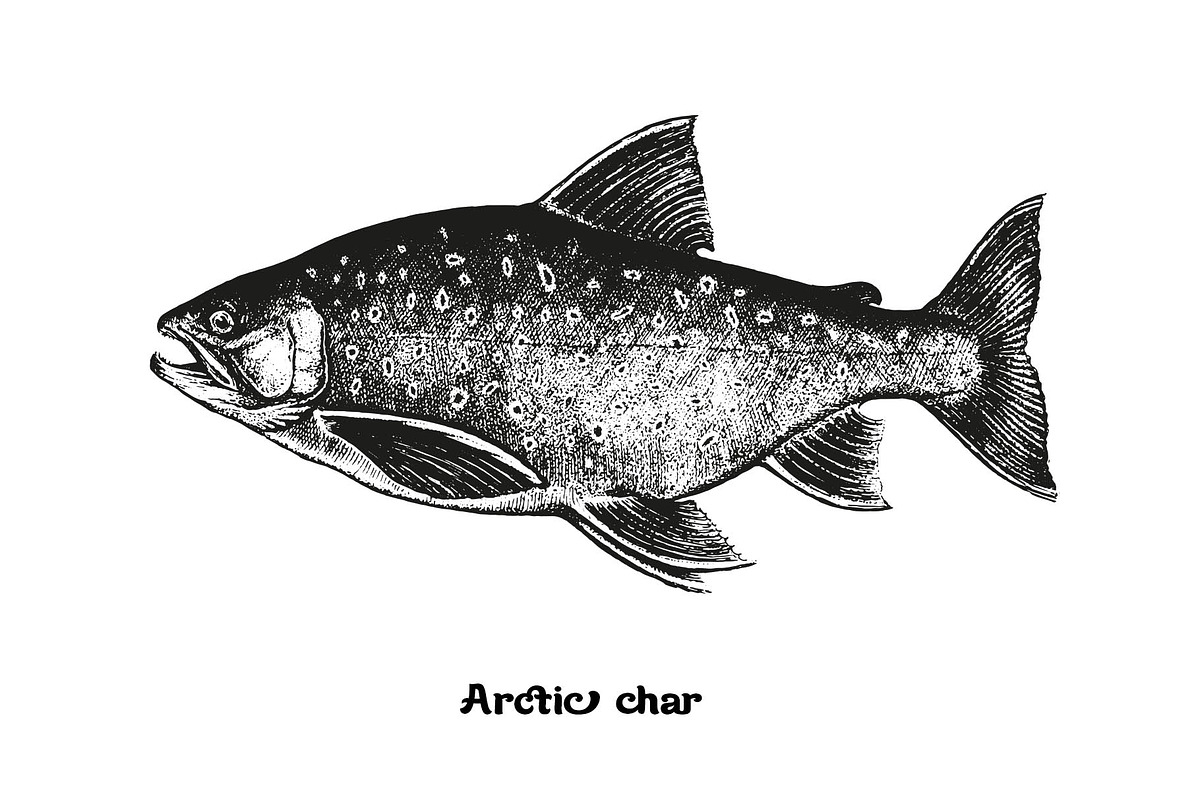Fish collection, part 2, a Food Illustration by ZotovShop (Photo 3 of 11)