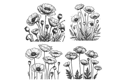 Blooming Poppy Flowers set vector, an Object Illustration by AlexArt