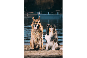 Alsatian Wolf Dog and Collie Mix, an Animal Photo by Our Amazing World