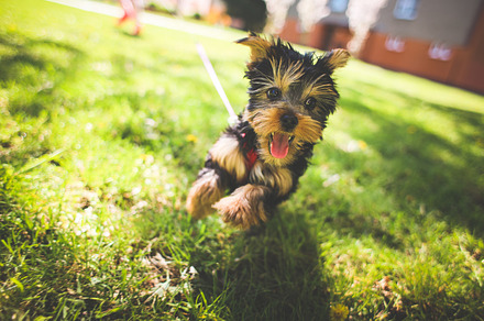 Little Pitbull Stock Photograph preview 3