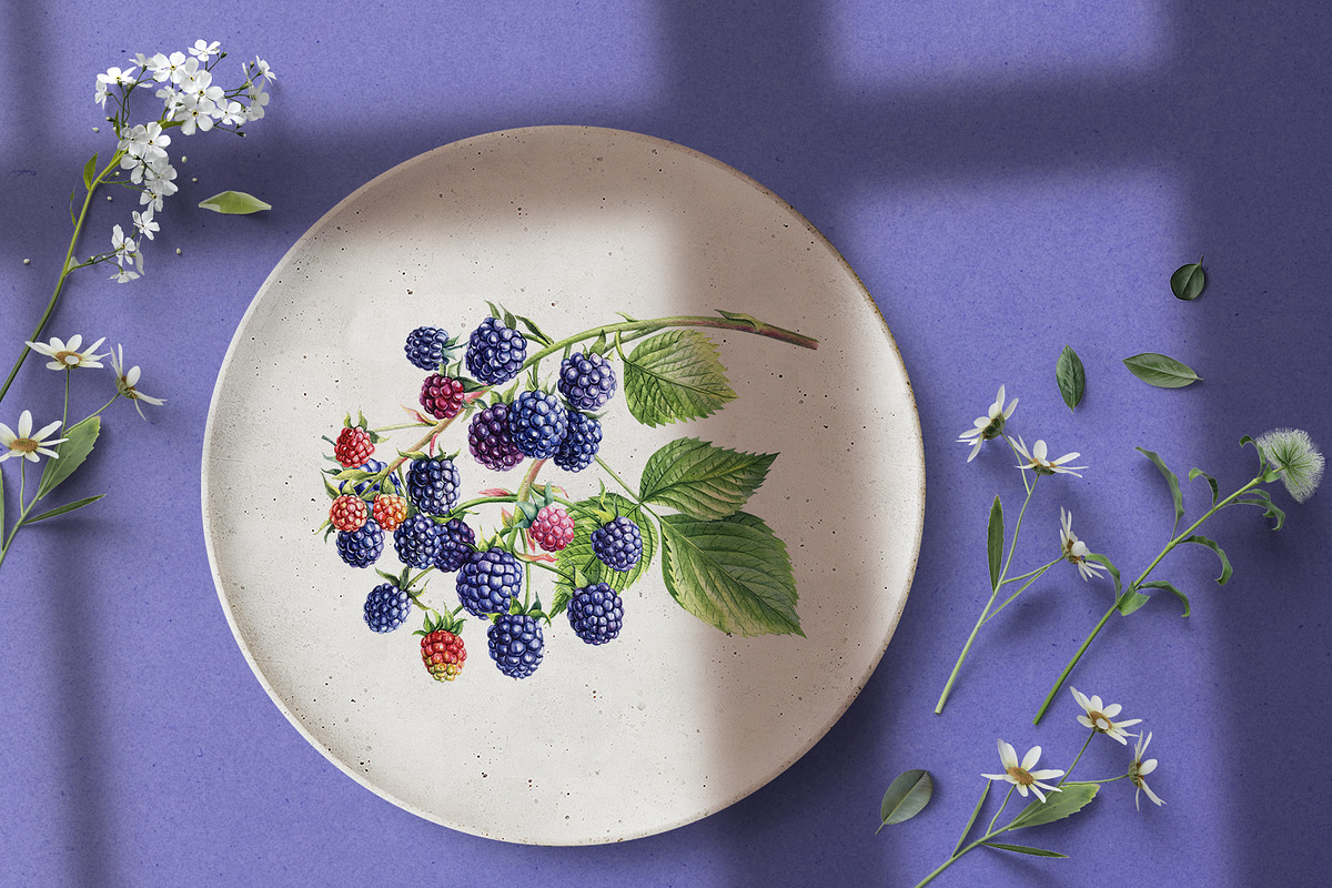 Watercolor Fresh Berries, a Decorative Illustration by Hanna Hryharenka (Photo 6 of 16)