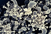 72 Microscopic Fungi Backgrounds, a Background Graphic by h.utomo (Thumbnail 8 of 72)
