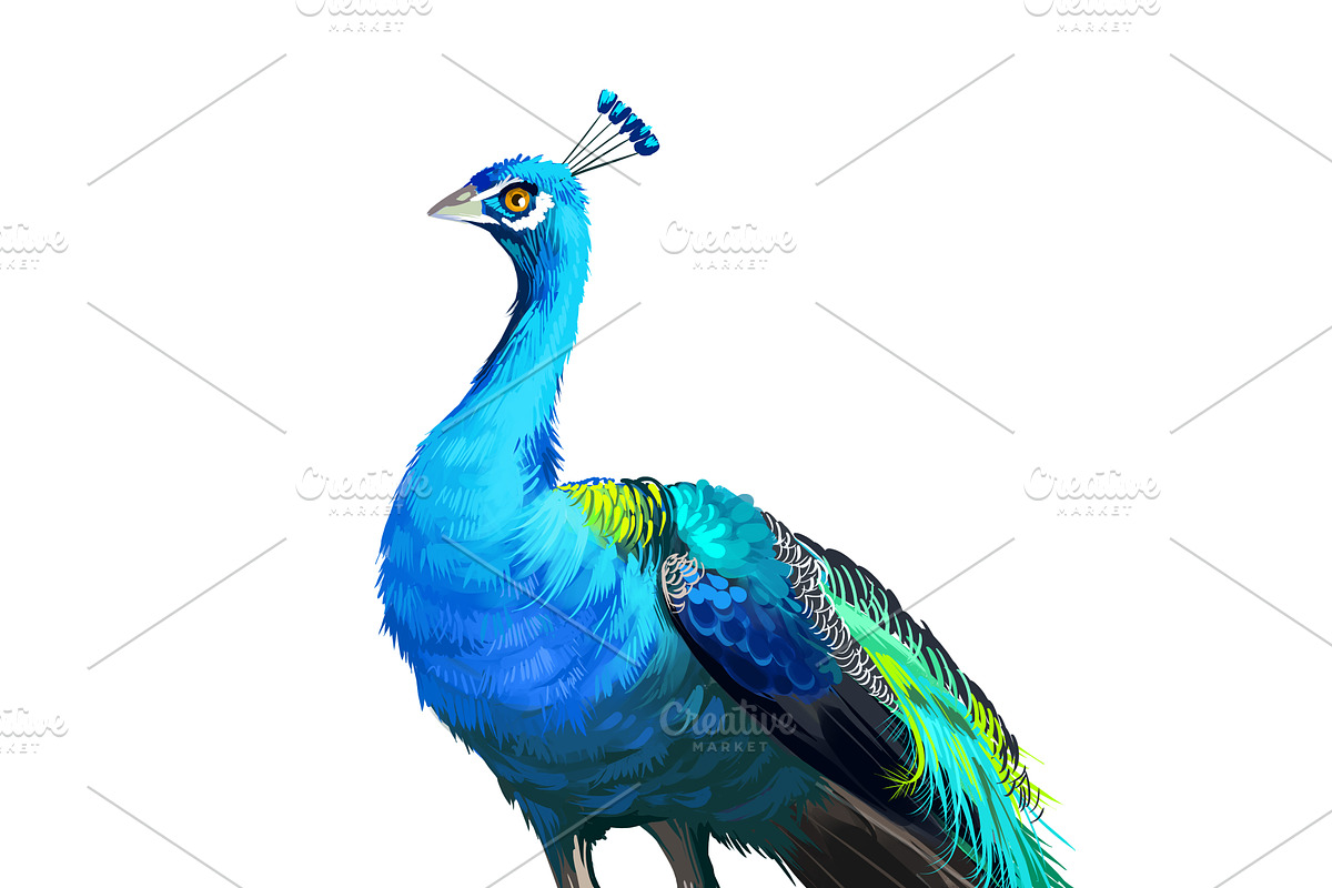 Tropical Birds SET, Exotic Species, an Animal Illustration by Dneprstock (Photo 8 of 10)