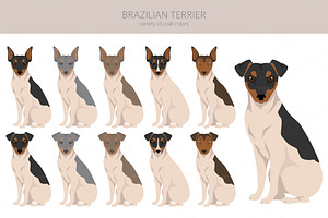 Brazilian Terrier Clipart