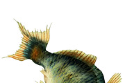 Japanese Koi Images, a Graphic by Digital Vintage (Thumbnail 6 of 7)