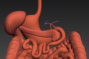 Digestive system. Animated, a Characters & Person 3D Model by konstantin.ermolaev (Thumbnail 8 of 9)
