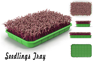 Seedlings Tray