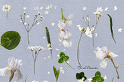 Garden Romance / Lace, floral, paper, an Object Graphic by Natali Batu (Thumbnail 7 of 13)