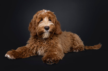Labradoodle on black background, an Animal Photo by Cat'chy Images by Nynke