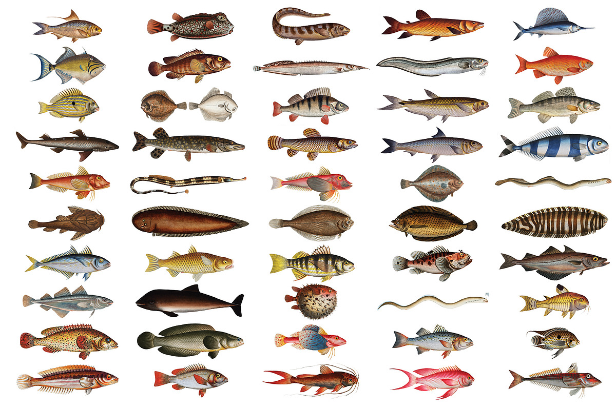 500+ Vintage Fish Illustrations, an Illustration by Dene Studios (Photo 15 of 15)
