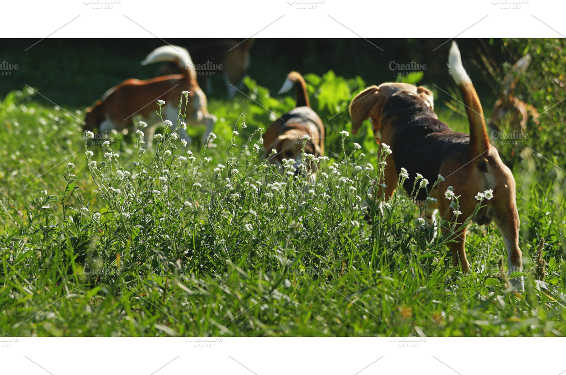 Beagle Dogs Exploring a Sunny Meadow, an Animal Photo by Goinyk