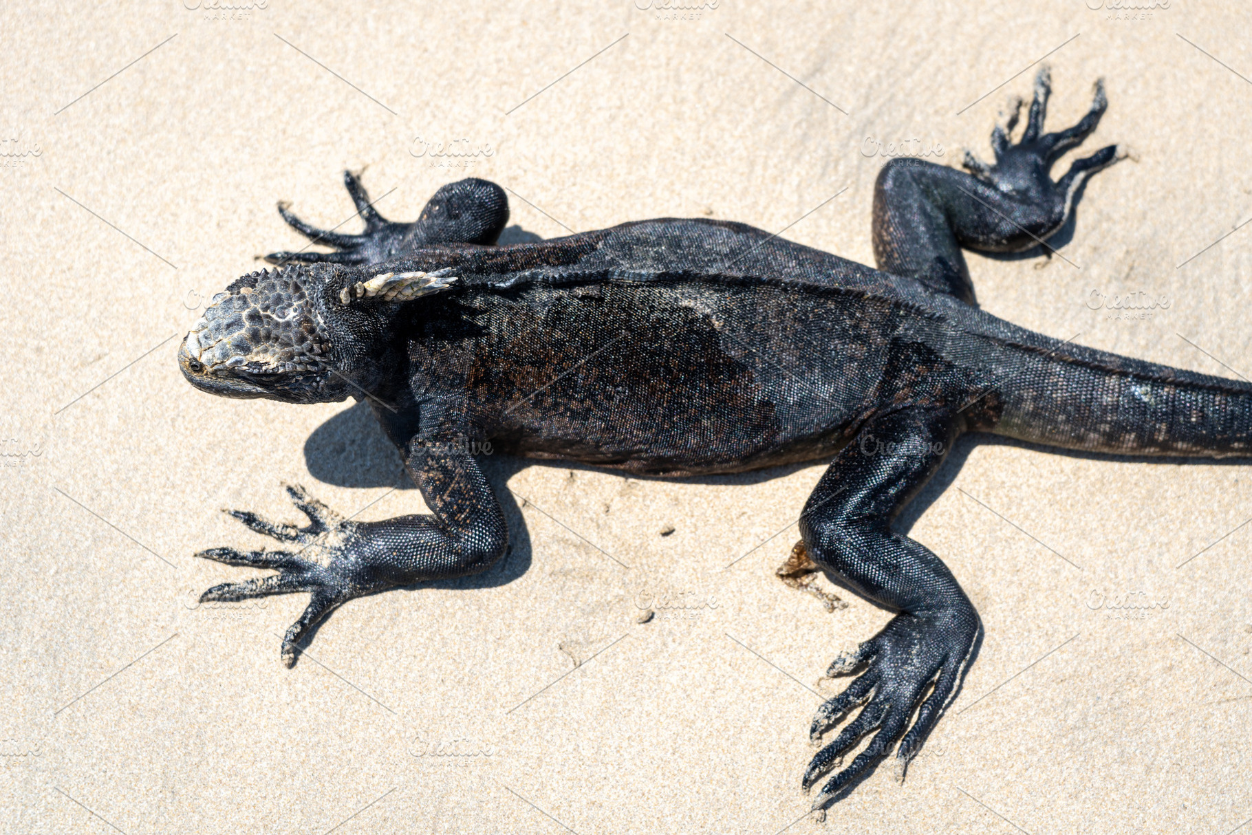Marine iguana on the sandy shores of Isabela Island, Galapagos A, a Photo by GoodGoods