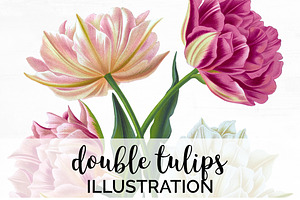 Double Tulips Vintage Flowers