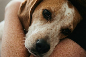 Woman Embracing Her Loyal Beagle Dog, an Animal Photo by Virgo Studio