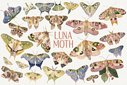 70 Watercolor Luna Moth Clipart, an Animal Illustration by Digital Museum (Thumbnail 1 of 7)