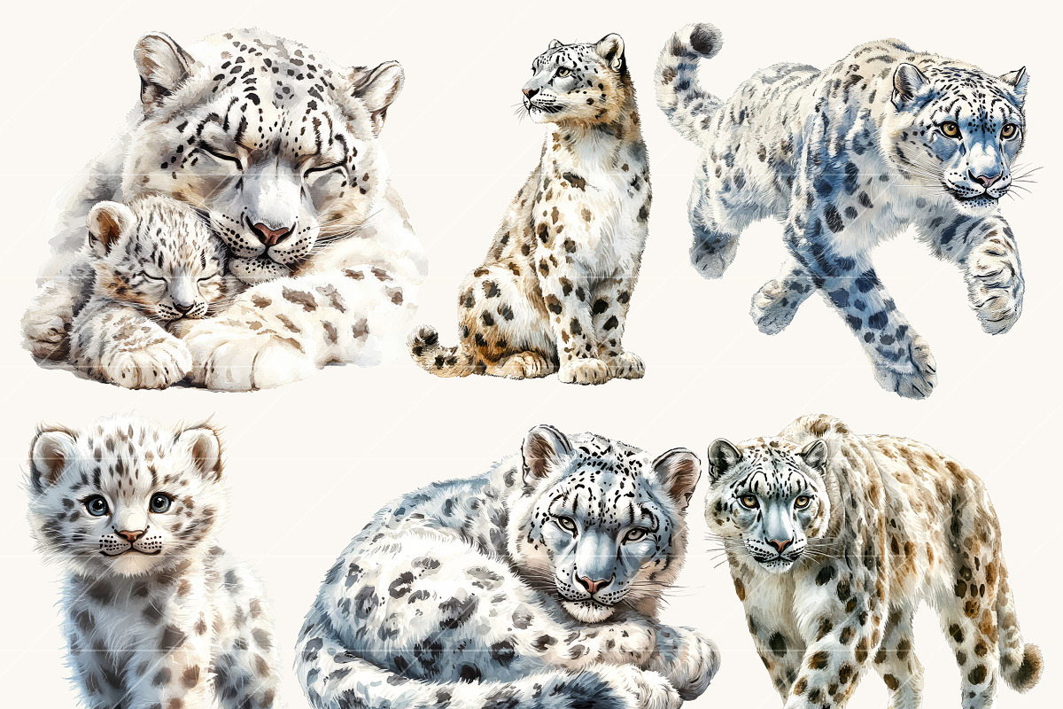 Watercolor Snow Leopard Clipart, an Animal Illustration by Design Scotch (Photo 2 of 8)