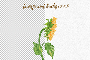 Sunflower Watercolor Clipart