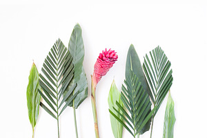 Tropical styled stock photo 001 stock photo