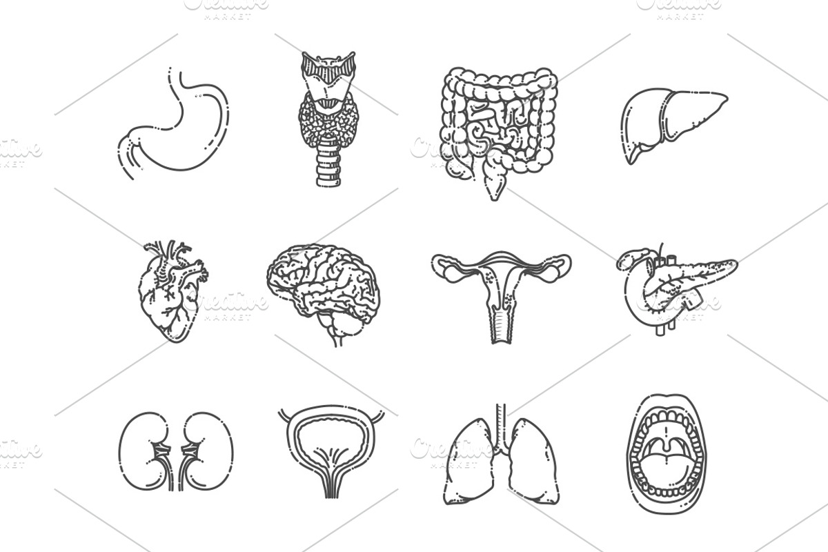 Internal Organs.Vector illlustration, a Healthcare Illustration by Tettygreen (Photo 2 of 3)