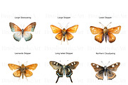 Skipper Butterfly Clipart, Butterfly, an Animal Illustration by BrushstrokeArtGB (Thumbnail 6 of 9)