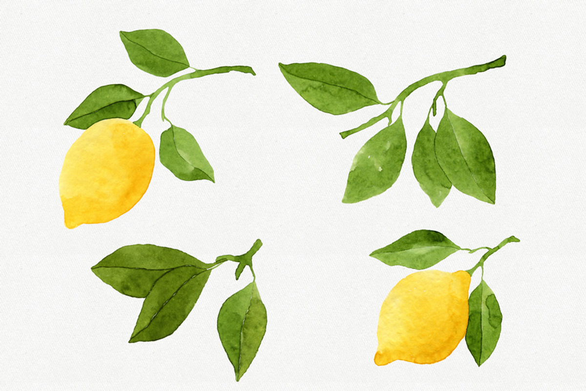 Watercolor Lemons Set, a Food Illustration by Helga Wigandt (Photo 2 of 9)