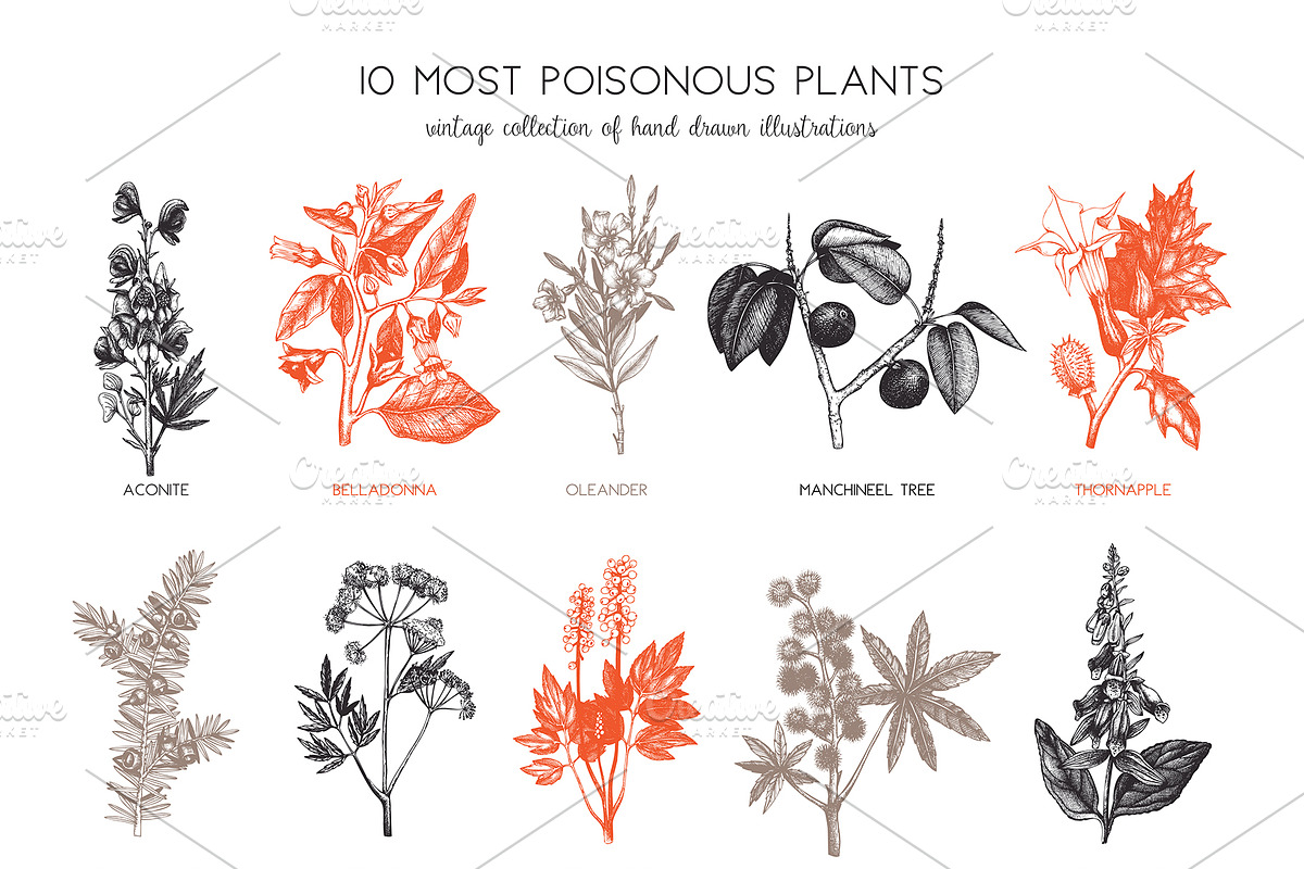 10 Most Poisonous Plants. Vector set, a Healthcare Illustration by Yevheniia (Photo 3 of 8)