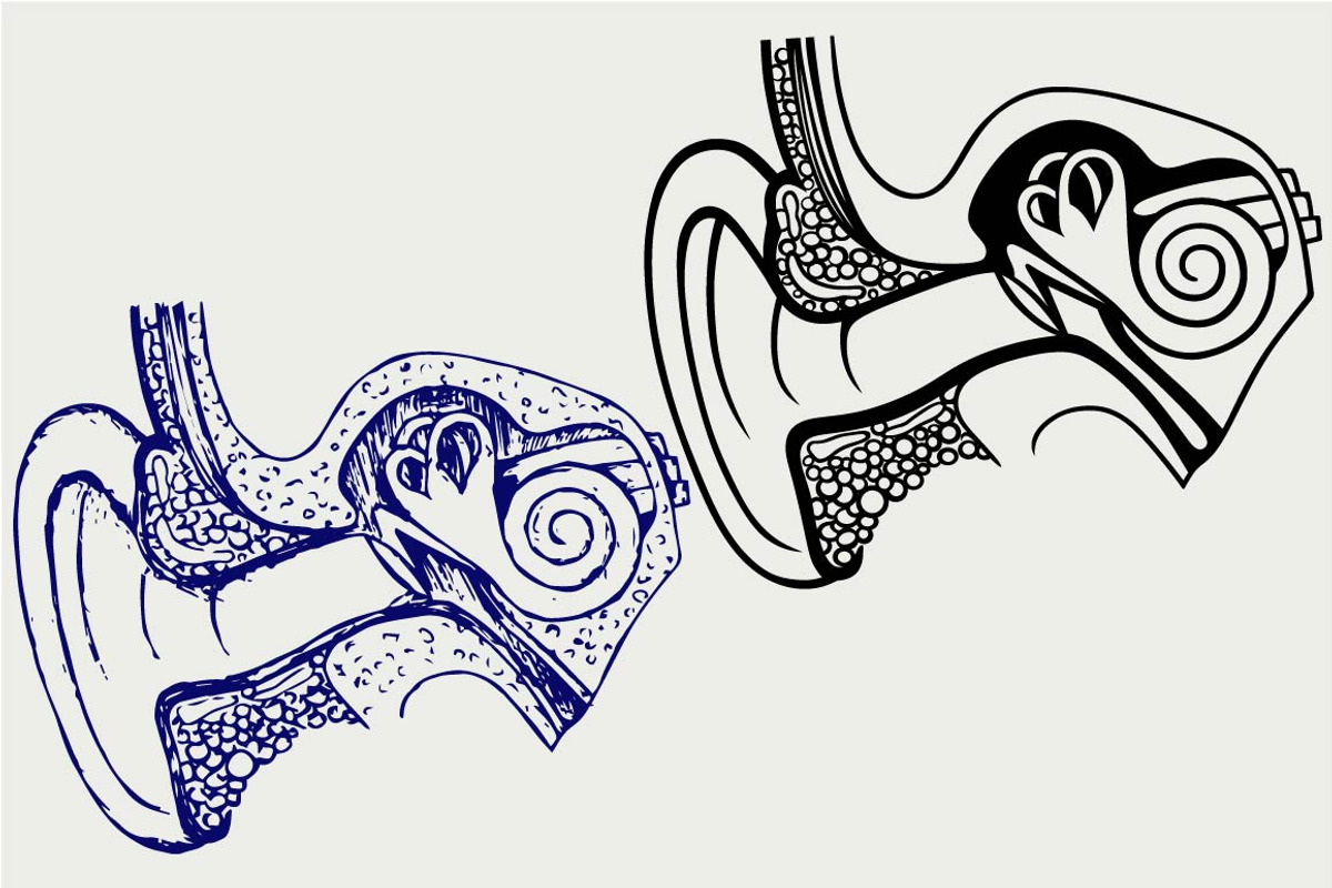 Human internal ear SVG, an Outline Icon by LineworkStock