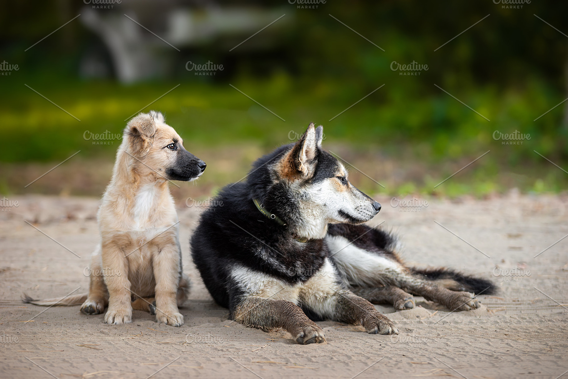 Two funny fluffy dogs friends., an Animal Photo by AlexBush