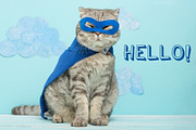 Cat in a superhero costume, an Animal Photo by AnStore (Thumbnail 2 of 3)