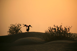 Girl in the desert