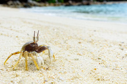 Closeup of wind crab on the sand featuring beach, sand, and sea, an Animal Photo by yongkiet jitwattanatam
