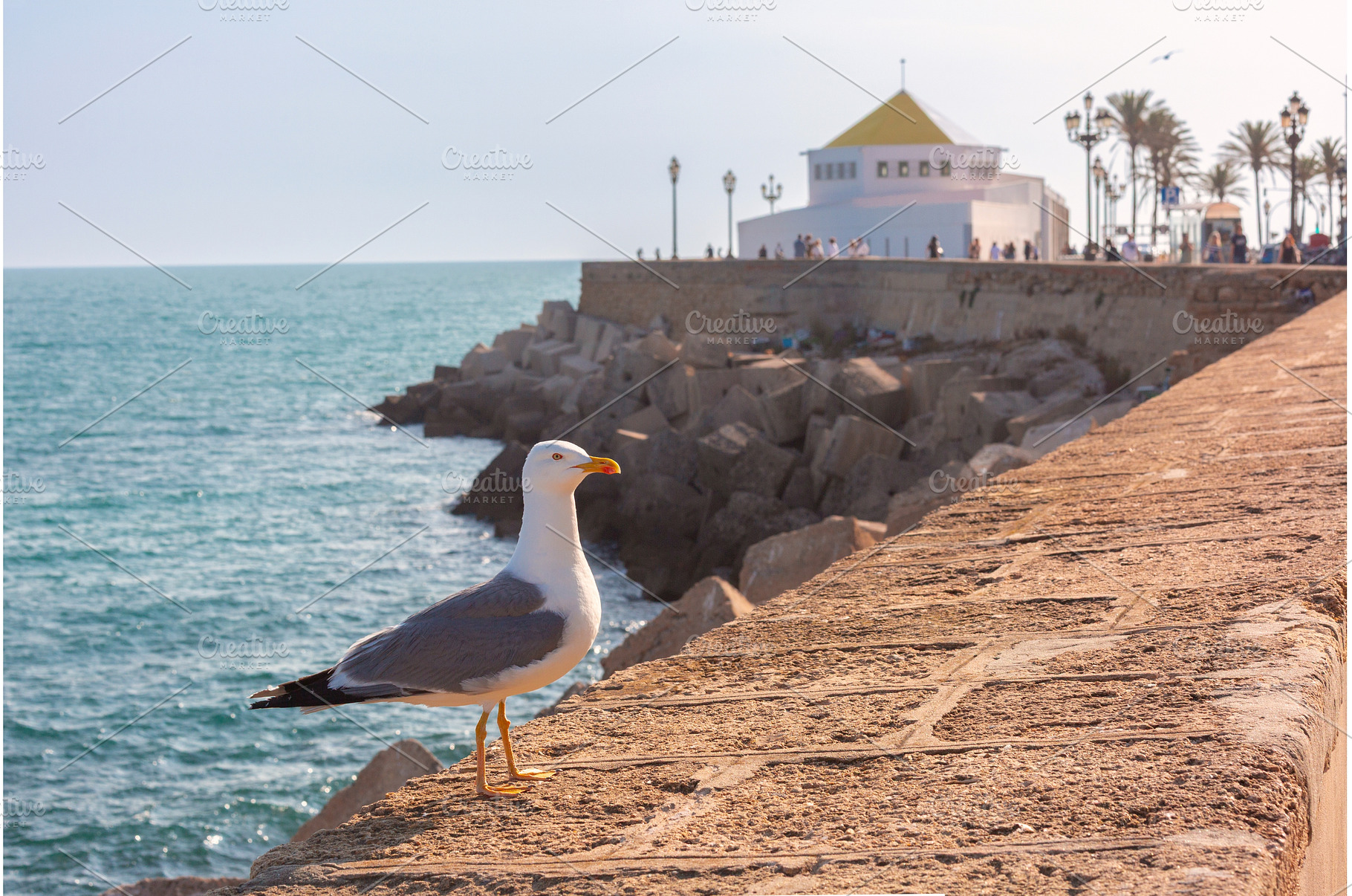 Seagull on waterfront seawall in, an Architecture Photo by kavalenkava