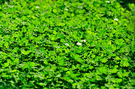 Green Pepper preview 6