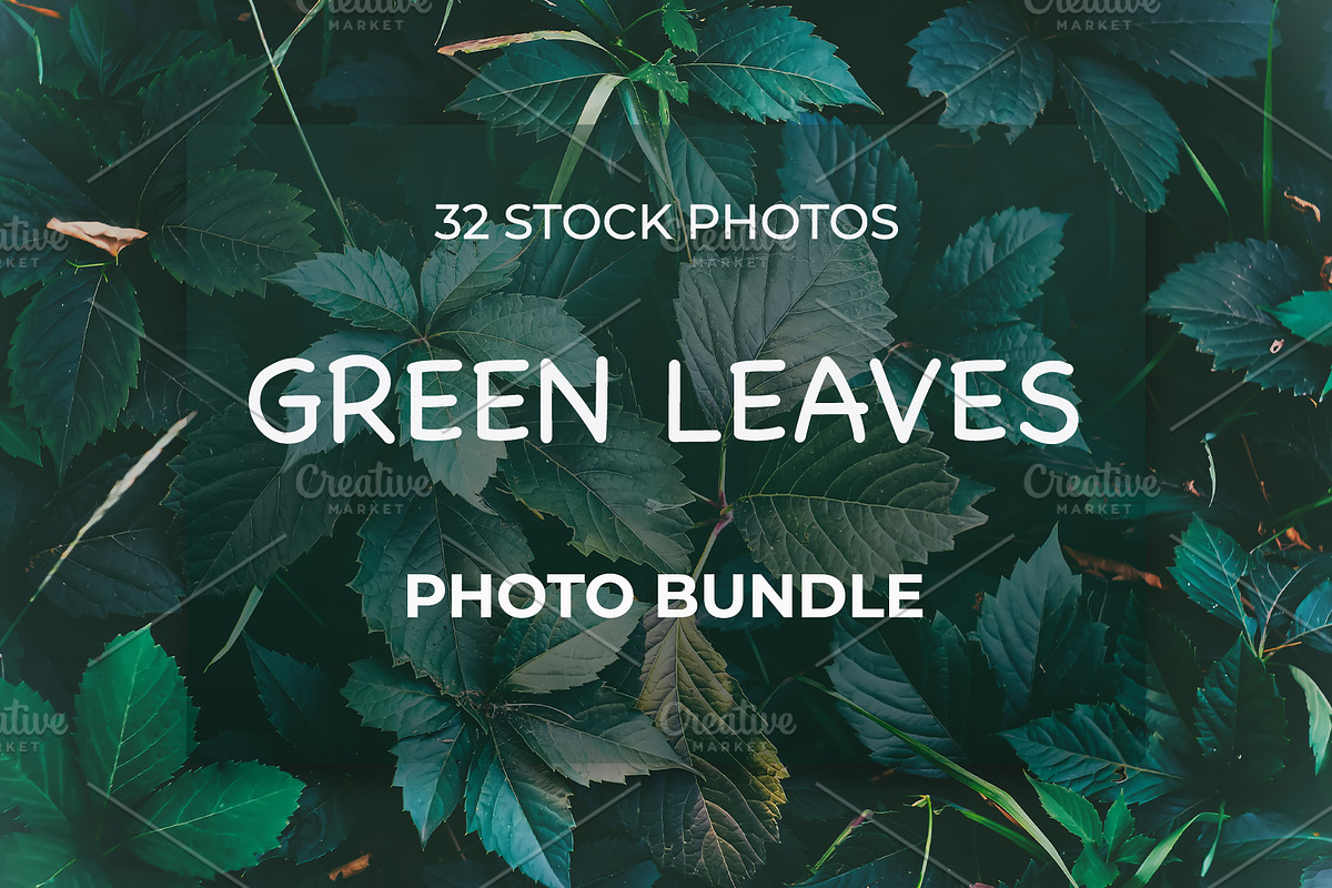 Green leaves Bundle, a Nature Photo by Vladimir Kazimirov (Photo 1 of 10)