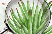 Succulents Watercolor clipart, an Illustration by BarvArt (Thumbnail 10 of 13)