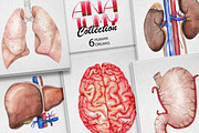 Collection of watercolor organs, a Decorative Illustration by Ekaterina Glazkova (Thumbnail 2 of 8)