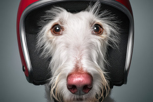 Playful Dog with Racing Helmet, an Animal Photo by Virgo Studio