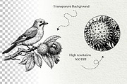 Vintage Bird Line Art Graphics, an Animal Illustration by DENIDigitalArtSudio (Thumbnail 7 of 7)