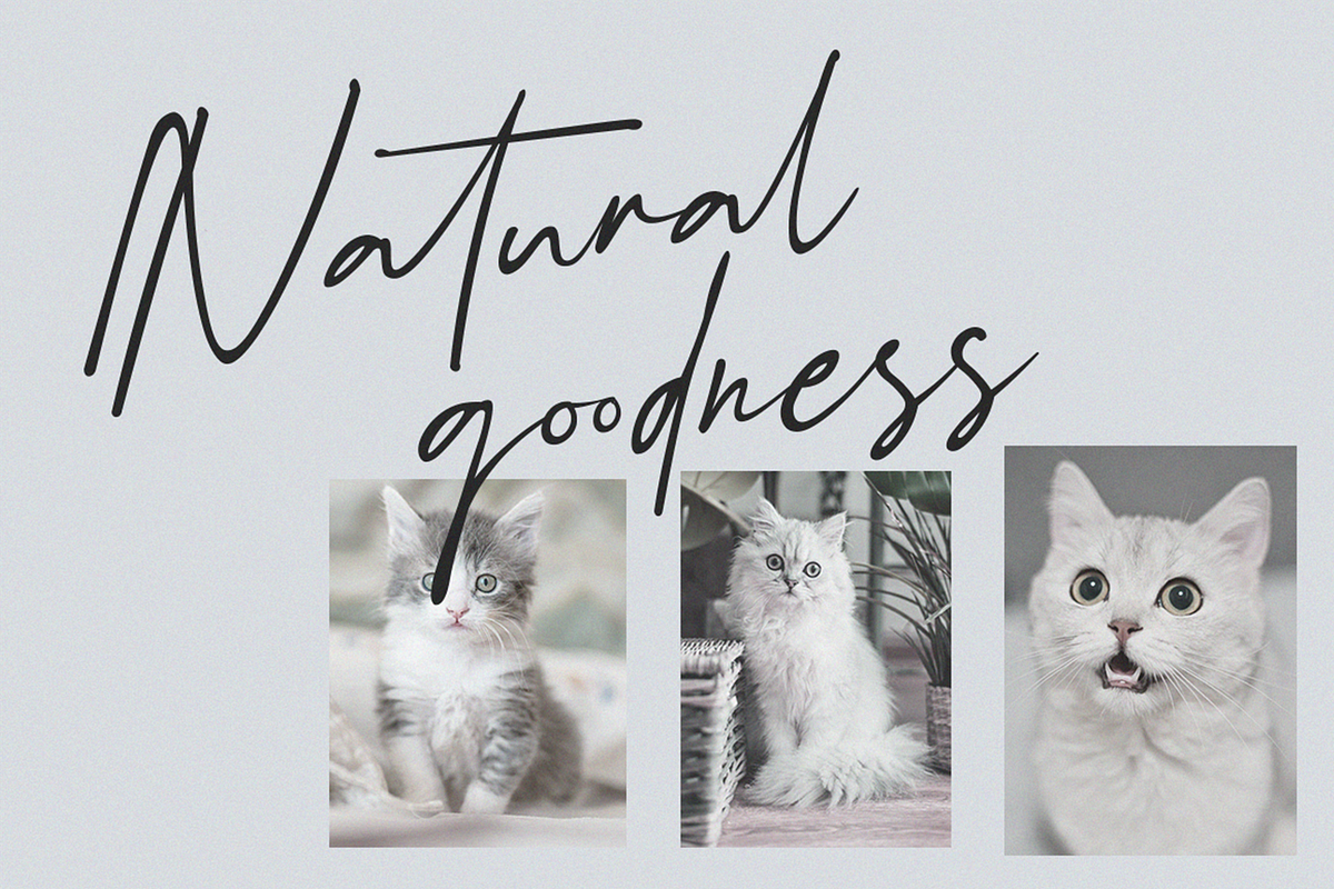 Schrödinger's | Signature Font, a Script Font by Ardana Creative (Photo 8 of 12)